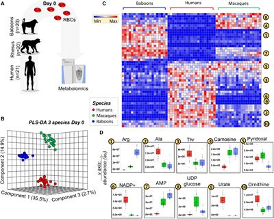 ZOOMICS: Comparative Metabolomics of Red Blood Cells From Old World Monkeys and Humans